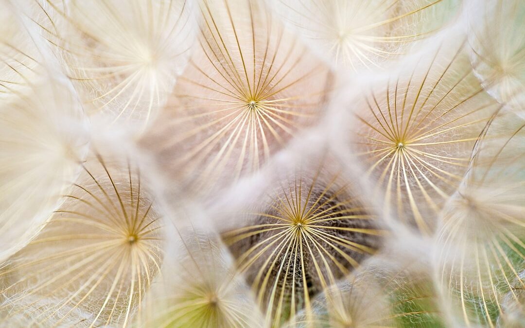 Renovando la Creatividad con Inspiración en la Naturaleza